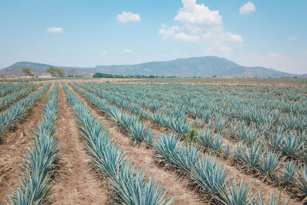 Avolutions Agave Products Help Reduce Carbon Footprint
