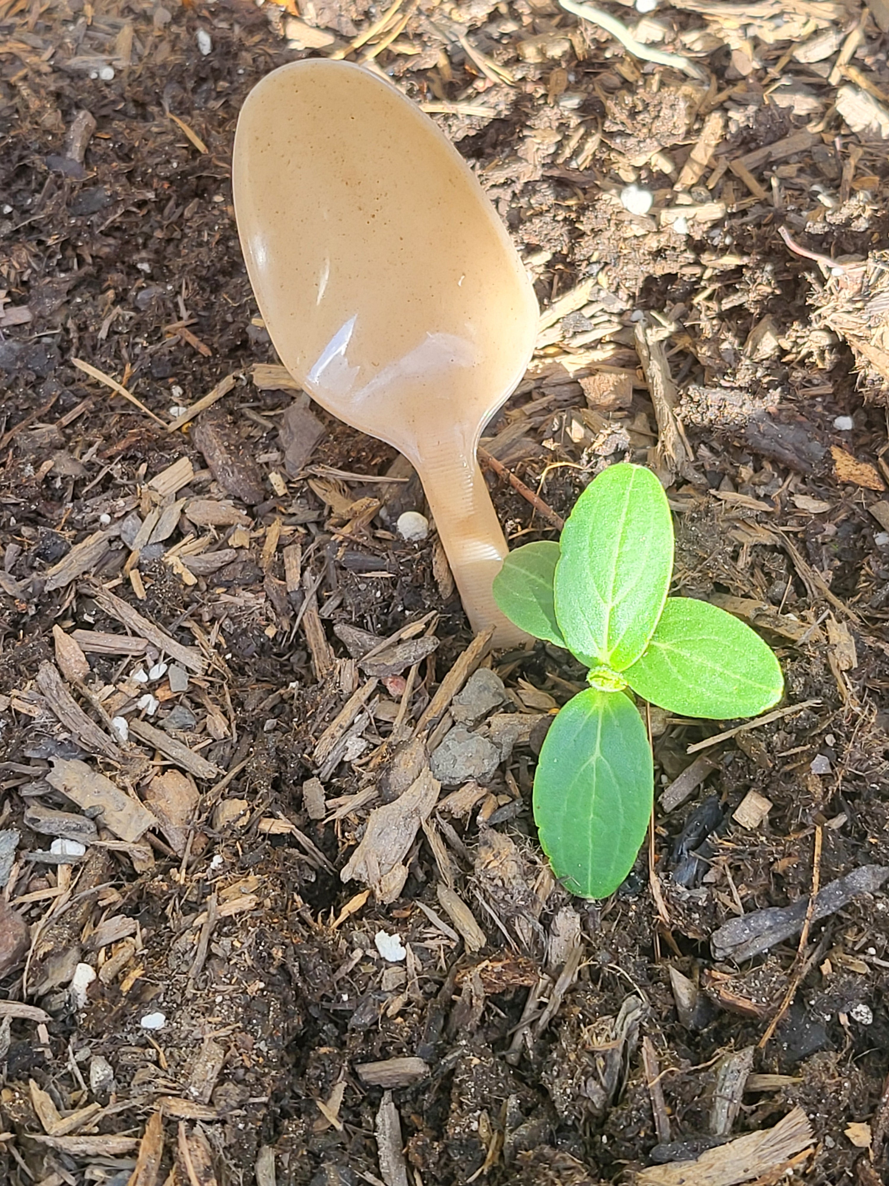 Natural Agave Biodegradable Heavy Duty Spoon